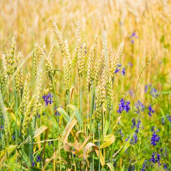 Field of wheat with blue flowers on sunset. Nature background