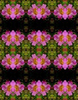 Seamless floral background. The flowers of wild rose. Horizontal direction