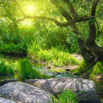 Stream in the tropical forest. Environment sunny landscape