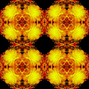 Seamless background pattern. Marigold flowers. Nature and Geometry