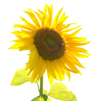 Yellow sunflower with green leaves isolated on white background