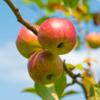 Juicy red apples on the branch with blue sky background