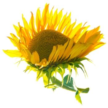 Yellow sunflower with green leaves isolated on white background