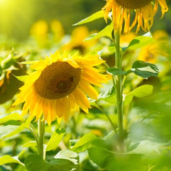 Field of yellow sunflowers with green leaves under blue sunny sky