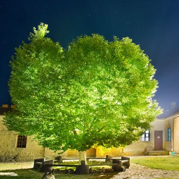 Green glowing tree in the night park under sky with many stars