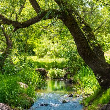 Stream in the tropical forest. Environment sunny landscape