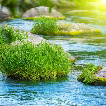 Stream in the tropical forest. Environment sunny landscape with rocks