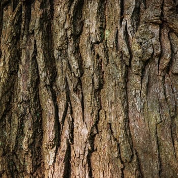 Brown oak bark can be used for background