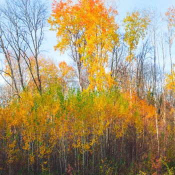 Beautiful autumn forest in the park with yellow and red trees