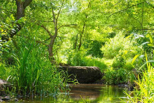 Stream in the tropical forest. Environment sunny landscape