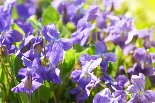 Viola flowers on the green sunny field