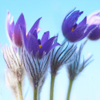 Violet flowers (Pulsatilla patens) on the green sunny field