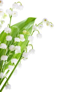 White flowers lilies of the valley isolated on white background