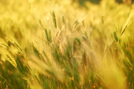 Field of grass on sunset. Nature background