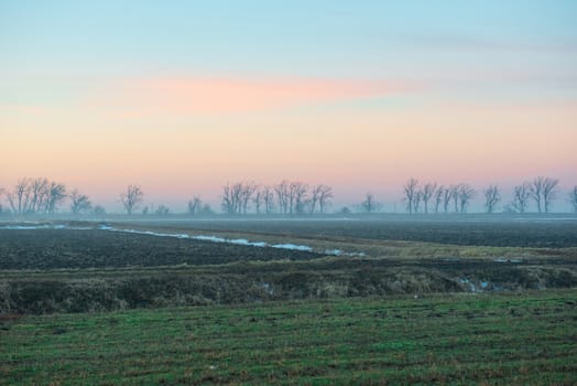 Morning field with trees on the blue sky background