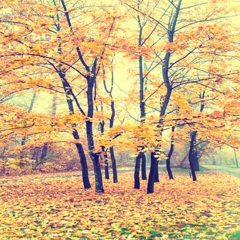 Beautiful autumn forest in the park with yellow and red trees