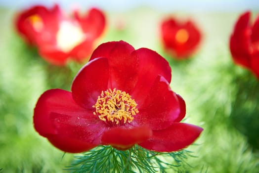 Beautiful red flowers peonies (paeonia oreogeton) on green field