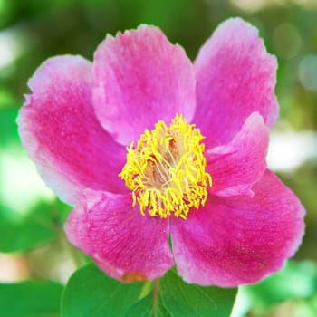 Beautiful pink flowers (paeonia oreogeton) on the green field