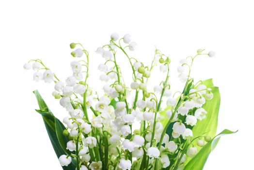 White flowers lilies of the valley isolated on white background