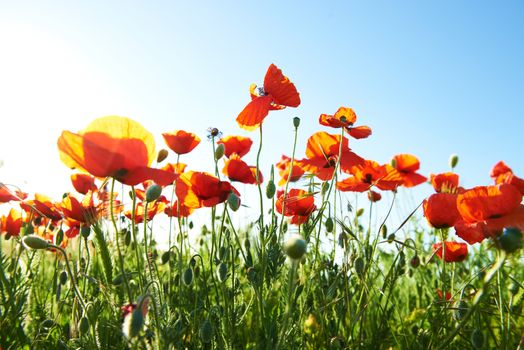 Beautiful red poppies isolated on white background