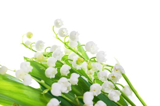 White flowers lilies of the valley isolated on white background