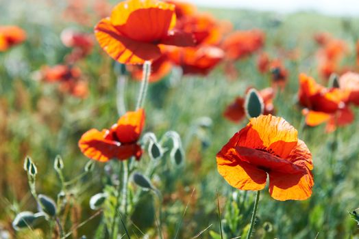 Beautiful red flowers poppies on the green field