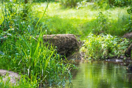 Stream in the tropical forest. Environment sunny landscape