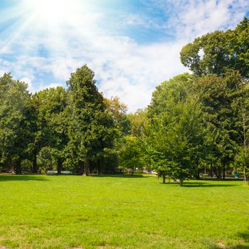 Green lawn with trees in park under sunny light