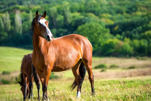 Dark bay horses in a meadow with green grass