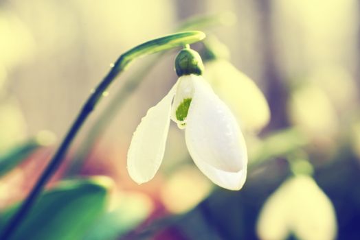 Spring snowdrop flowers with snow in the forest. Image with Instagram-like filter