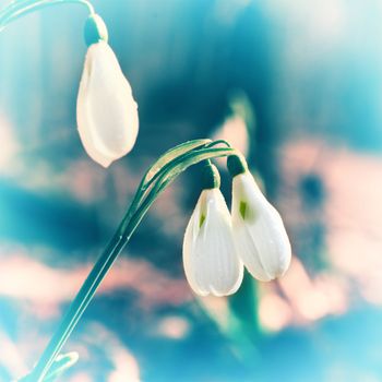 Spring snowdrop flowers with snow in the forest. Image with Instagram-like filter