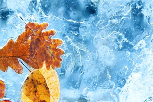 Fallen autumn leaves in the blue ice. Winter background