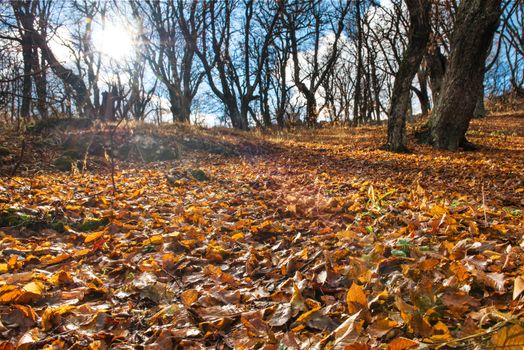 Morning in the autumn forest with big oak trees