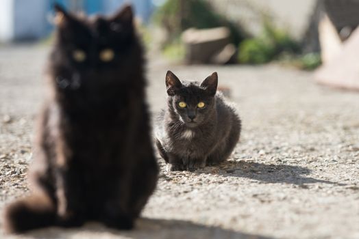 Group of cats sitting and looking at camera