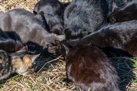 Group of black cats eating on the ground with green grass