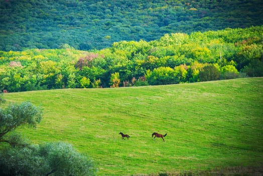 Two horses on green meadow and blue sky with clouds