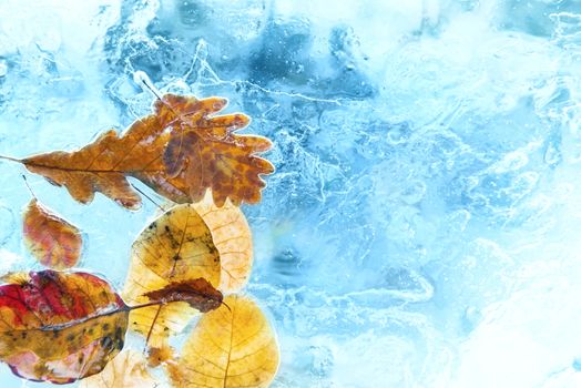 Fallen autumn leaves in the blue ice. Winter background