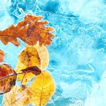 Fallen autumn leaves in the ice. Winter background