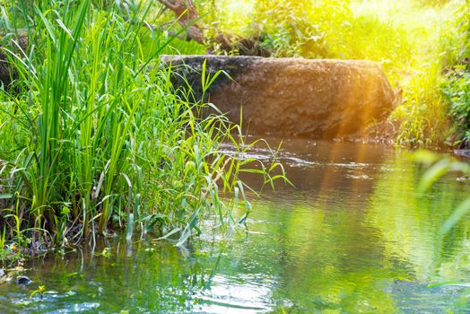 Stream in the tropical forest. Environment sunny landscape