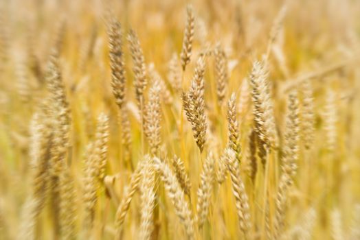 Field of wheat on sunset. Nature background