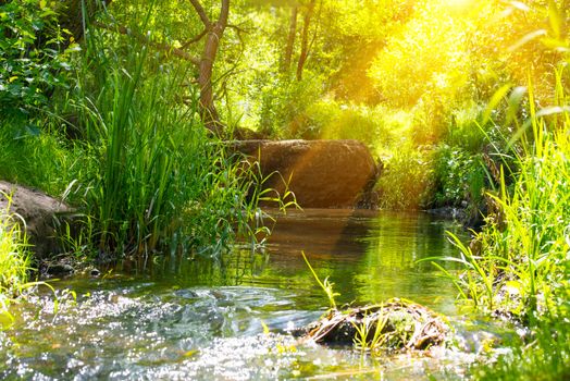 Stream in the tropical forest. Environment sunny landscape