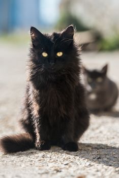 Group of cats sitting and looking at camera