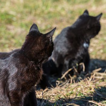 Group of cats sitting and looking at camera