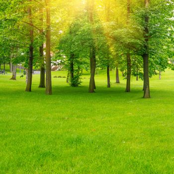 Green lawn with trees in park under sunny beams light. Environment landscape