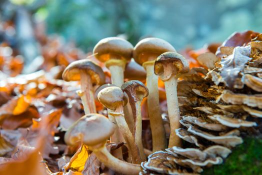 Group of mushrooms in the autumn forest