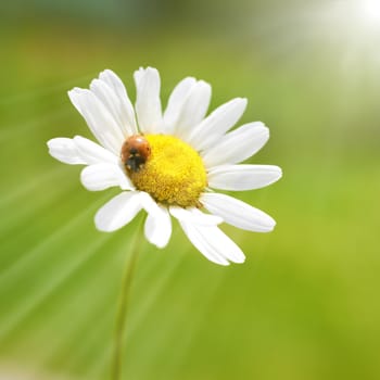 White flower daisy- camomile with red ladybug on green background