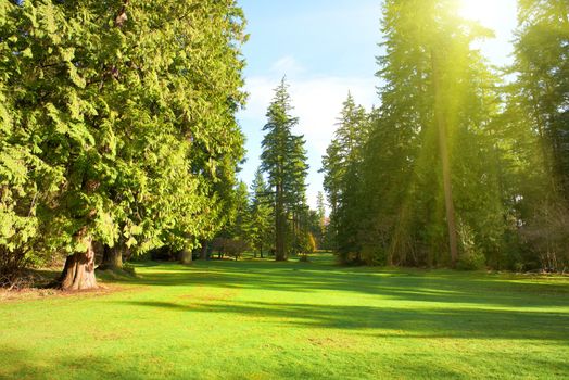 Green lawn with trees in park under sunny light