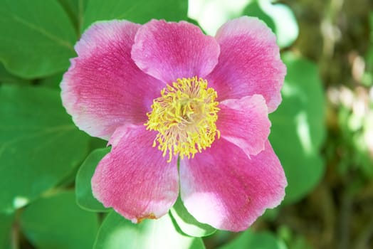 Beautiful pink flowers (paeonia oreogeton) on the green field