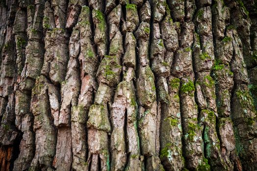 Dark brown oak bark can be used for background and texture