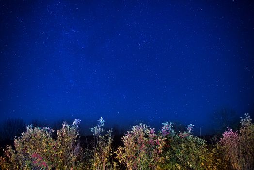 Autumn forest under blue dark night sky with many stars. Space background